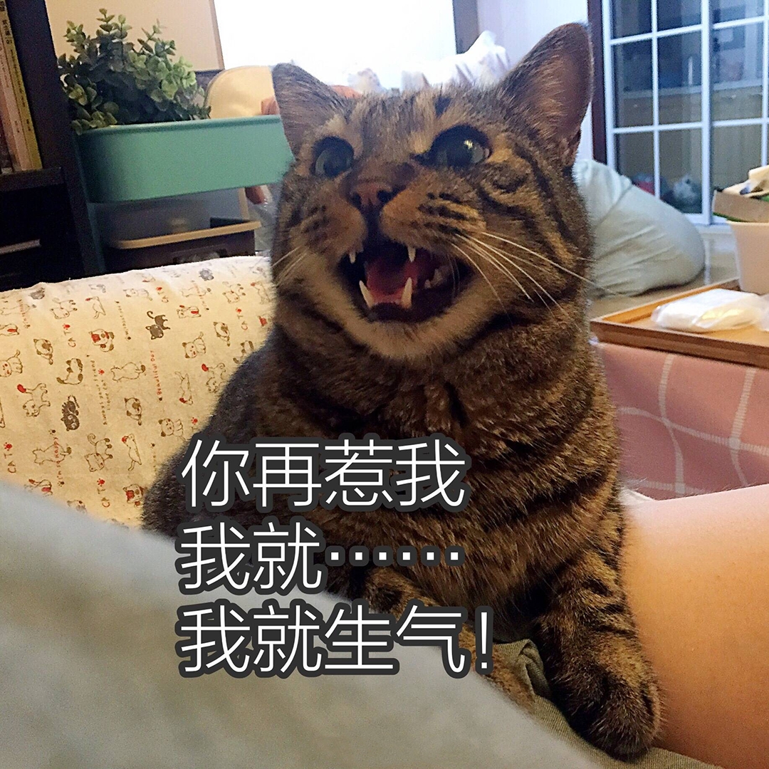 你再惹我我就生气啦（猫咪）