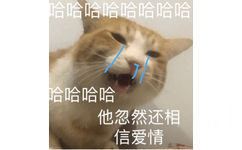 哈哈哈 他忽然还相信爱情 - 一组猫咪斗图表情包