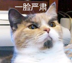 一脸严肃（猫咪）