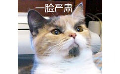 一脸严肃（猫咪）