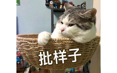 批样子（猫咪）