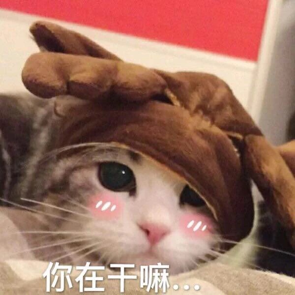 你在干嘛 - 一组萌萌的猫咪表情包，一起吸猫