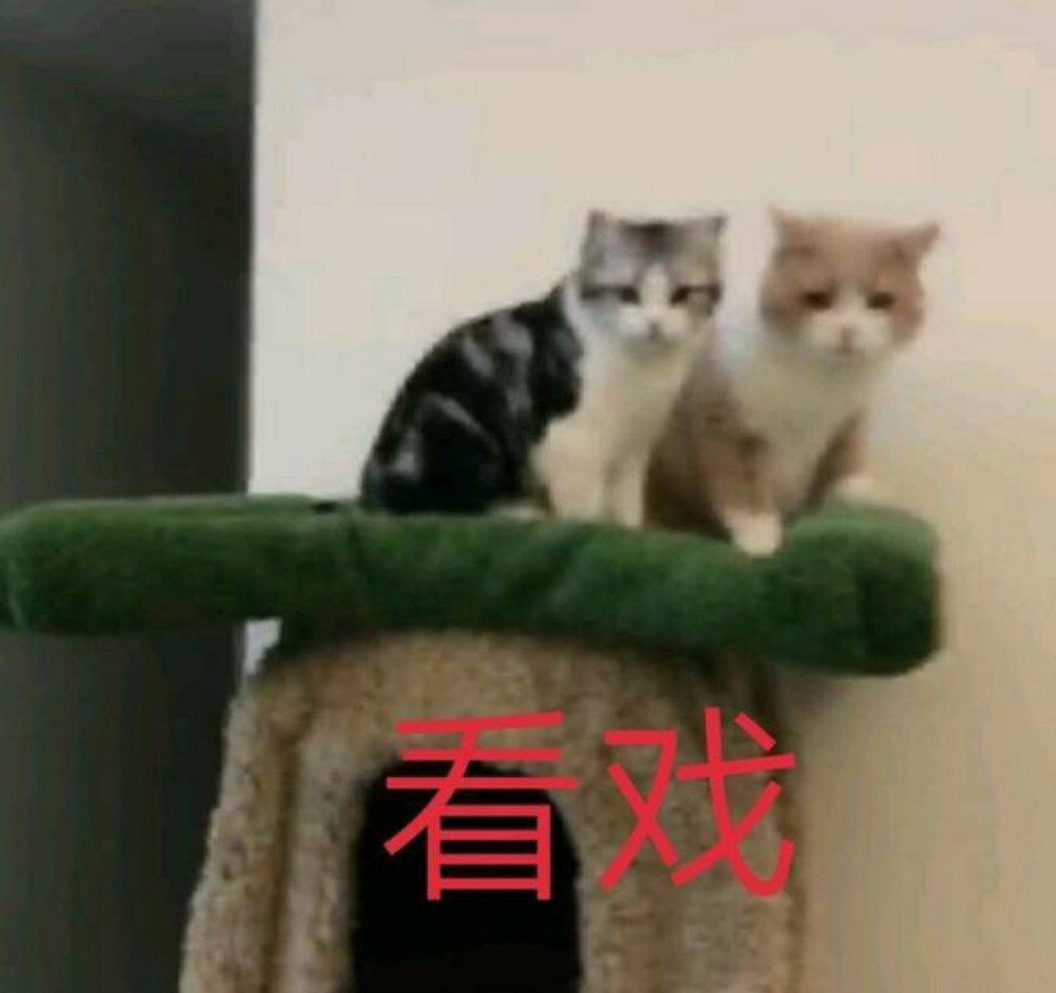 看戏（猫咪）