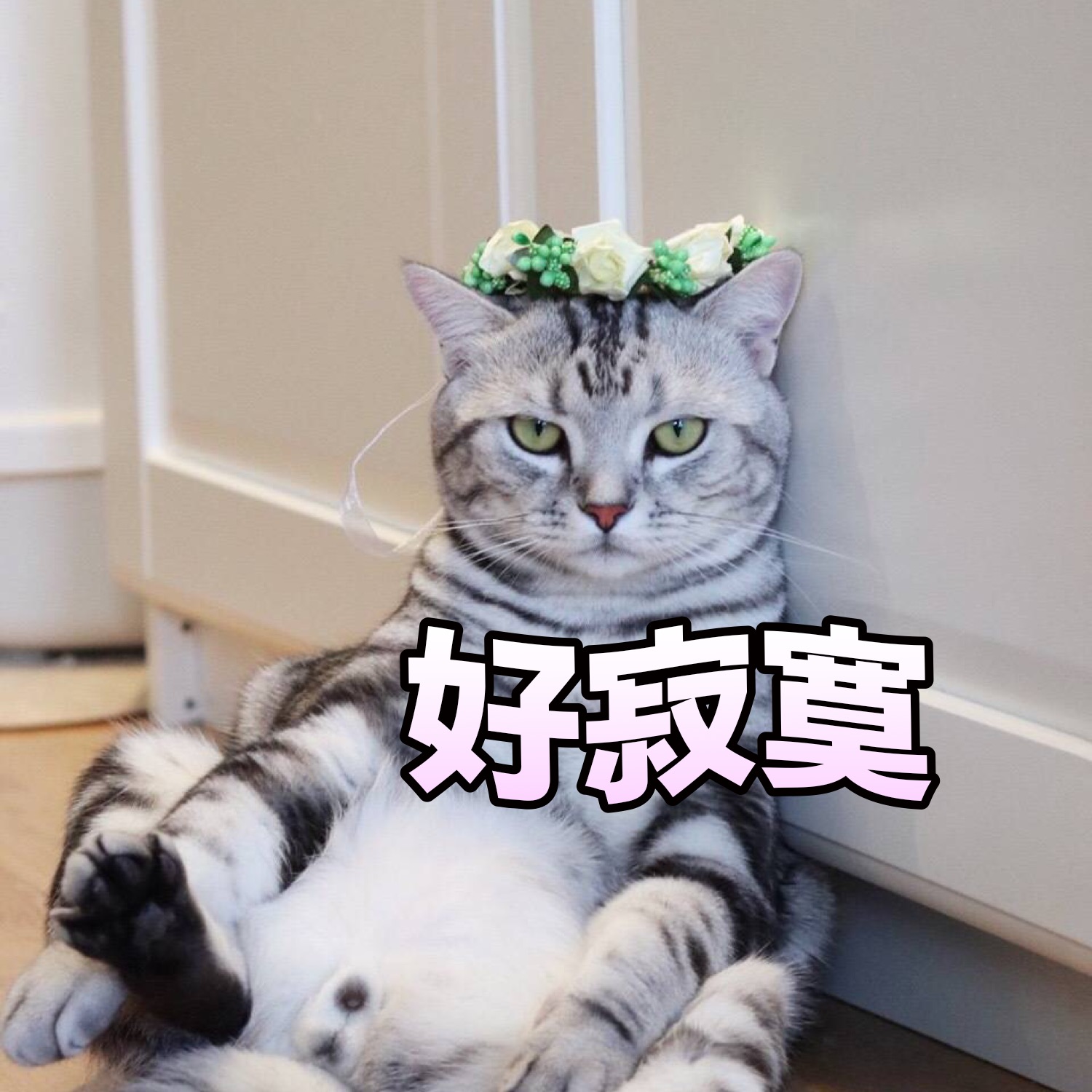 好寂寞（猫咪）