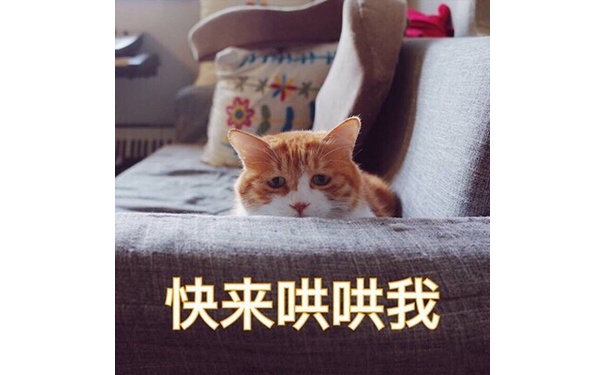 快来哄哄我（猫咪）