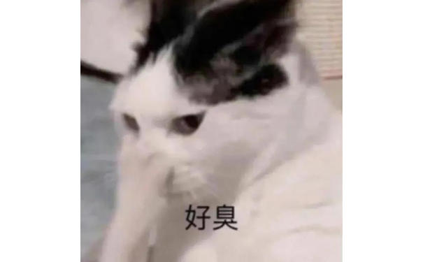 好臭(猫咪捂鼻子表情包)