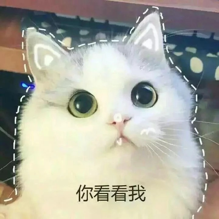 你看看我 - 软萌猫咪表情包