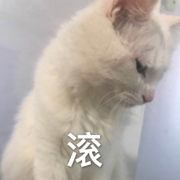 滚 - 一组猫咪萌宠表情包  我会有猫的 ​