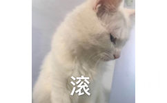 滚 - 一组猫咪萌宠表情包  我会有猫的 ​