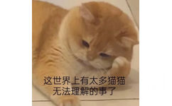 这世界上有太多猫猫无法理解的事了