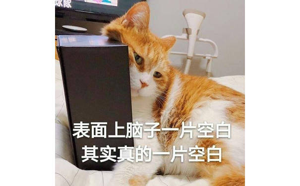 表面上脑子一片空白，其实真的一片空白（猫咪）