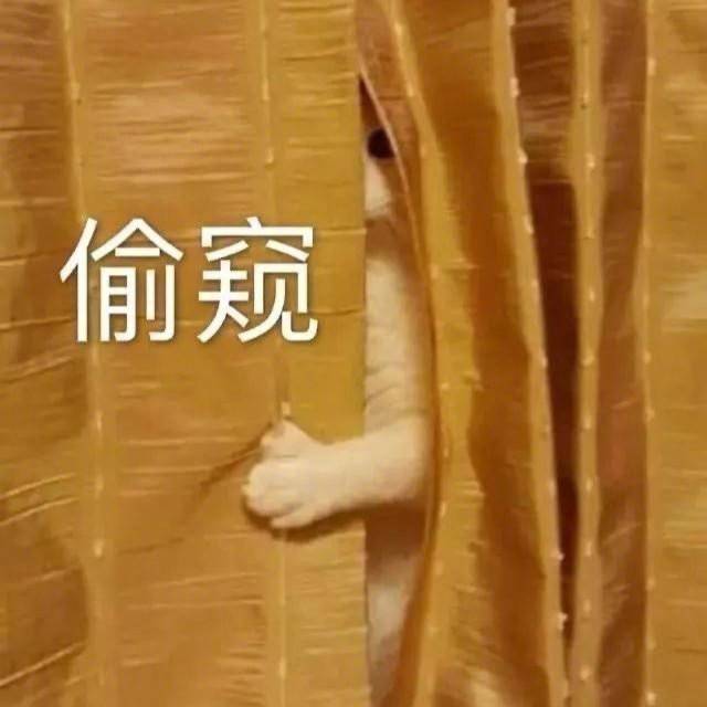 偷窥(猫咪偷看表情包)