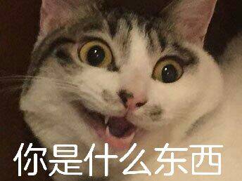 你是什么东西？（猫咪）