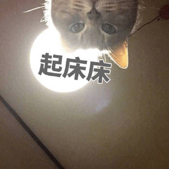 起床床 - 猫咪喊起床表情包