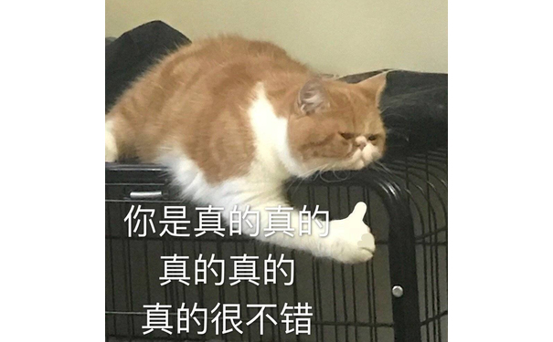 你是真的真的很不错（猫咪表情包）