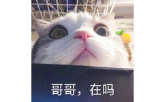 哥哥 在吗（猫咪）