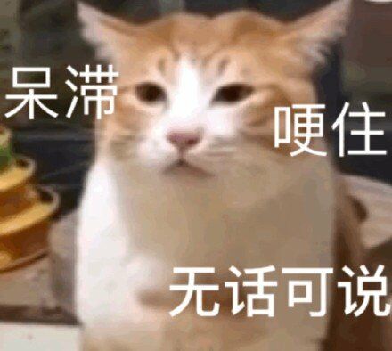 呆滞 梗住 无话可说（猫咪）