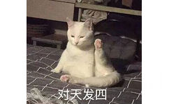 对天发四（猫咪举手发誓）