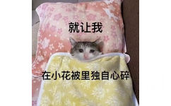 就让我在小花被里独自心碎(伤心猫猫包表情包)