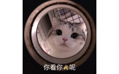 你看你呢(猫猫表情包)