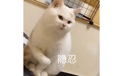 隐忍(猫猫表情包)