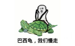 巴西龟 我们慢走