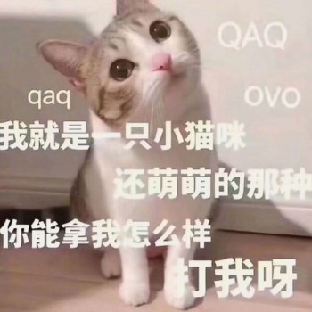 吸猫片表情包2-我是一只萌萌的小猫咪