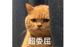 橘猫暗中观察表情包2 