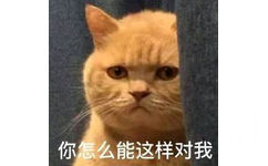 橘猫暗中观察表情包5 