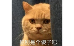 橘猫暗中观察表情包11