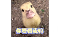 可爱小鸭鸭表情包3