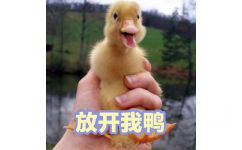 可爱小鸭鸭表情包9