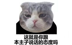 猫脸熊猫人表情包-这就是你跟本主子说话的态度吗