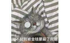 猫咪：我被金钱蒙蔽了双眼