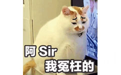 猫咪委屈动图：阿sir，我冤枉的