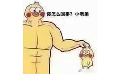 你怎么回事，小老弟 鹦鹉