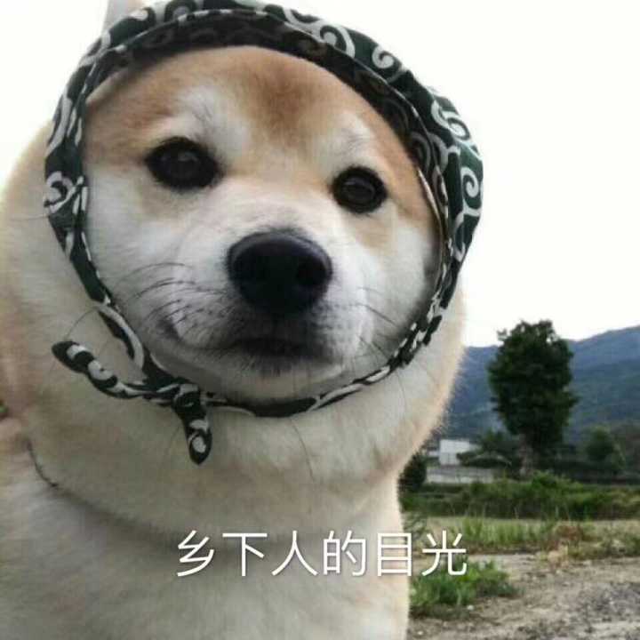 柴犬：乡下人的目光