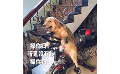 暴躁柴犬二哈土狗在线怼人表情包-19