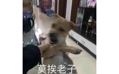 暴躁柴犬二哈土狗在线怼人表情包-25