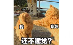 橘猫过年在家表情包2