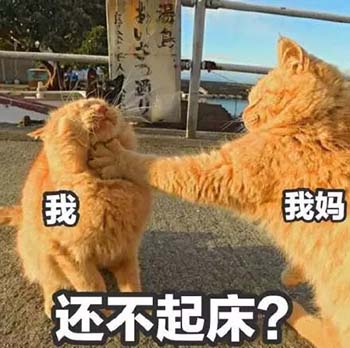 橘猫过年在家表情包6