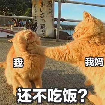 橘猫过年在家表情包7