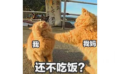 橘猫过年在家表情包7