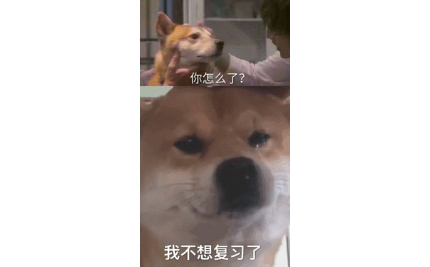 柴犬哭泣表情我不想复习了