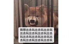 柴犬超凶龇着牙：好想出去玩