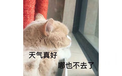 猫咪趴在窗前：天气真好，哪也去不了